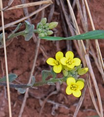 Physaria montana
