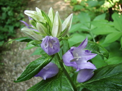 Campanula latifolia