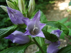 Campanula latifolia