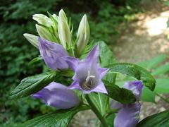 Campanula latifolia