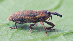 Lixus bardanae