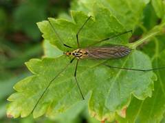 Nephrotoma submaculosa