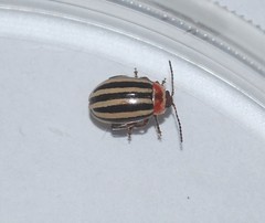 Kuschelina petaurista