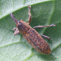 Lixus bardanae