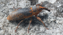 Lixus bardanae