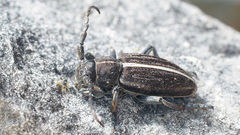 Dorcadion holosericeum