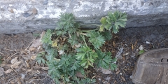 Potentilla tobolensis