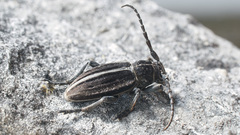 Dorcadion holosericeum