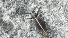 Dorcadion holosericeum