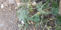 Potentilla tobolensis