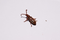 Pachylocerus