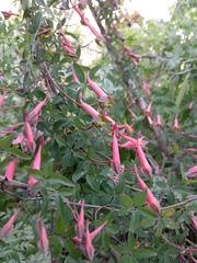 Tropaeolum pentaphyllum
