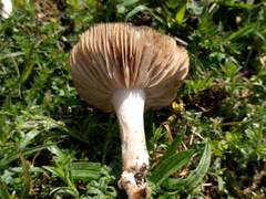 Entoloma clypeatum