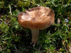 Entoloma clypeatum