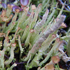 Cladonia verruculosa