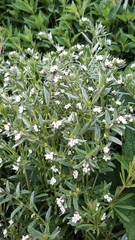 Buglossoides