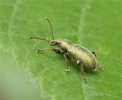 Phyllobius betulinus