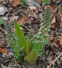 Veronica plantaginea