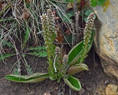 Veronica plantaginea