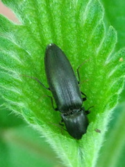 Ectinus aterrimus