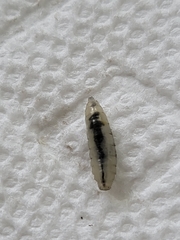 Sarcophagidae