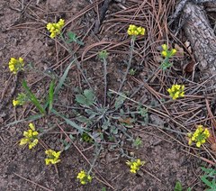 Physaria montana