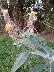 Buddleja stachyoides