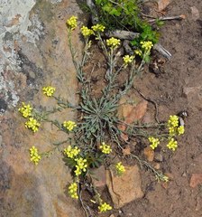 Physaria montana