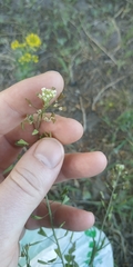 Capsella orientalis