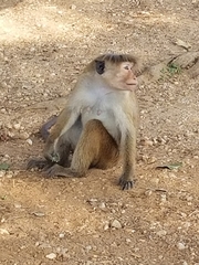 Macaca sinica