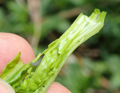 Caryocolum fischerella
