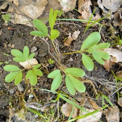Corydalis solida