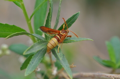 Paranthrene robiniae