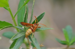 Paranthrene robiniae