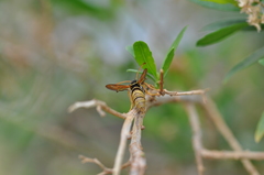Paranthrene robiniae