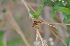 Paranthrene robiniae