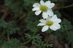 Callianthemum sajanense