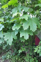 Acer platanoides