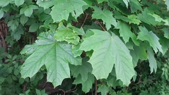 Acer platanoides