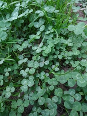 Trifolium repens