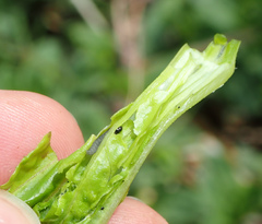 Caryocolum fischerella