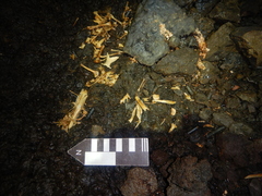 Ctenosaura acanthura