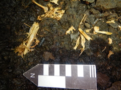 Ctenosaura acanthura