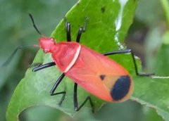 Dindymus rubiginosus