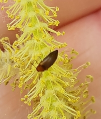 Anaspis flava