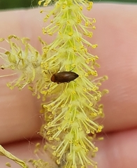 Anaspis flava