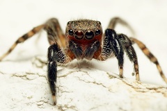 Euophrys rufibarbis