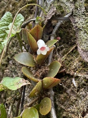 Codonanthopsis macradenia