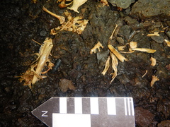 Ctenosaura acanthura