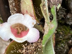 Codonanthopsis macradenia